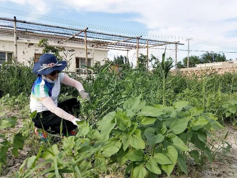 庭院经济致富金点子案例项目-斗罗大陆官网论坛